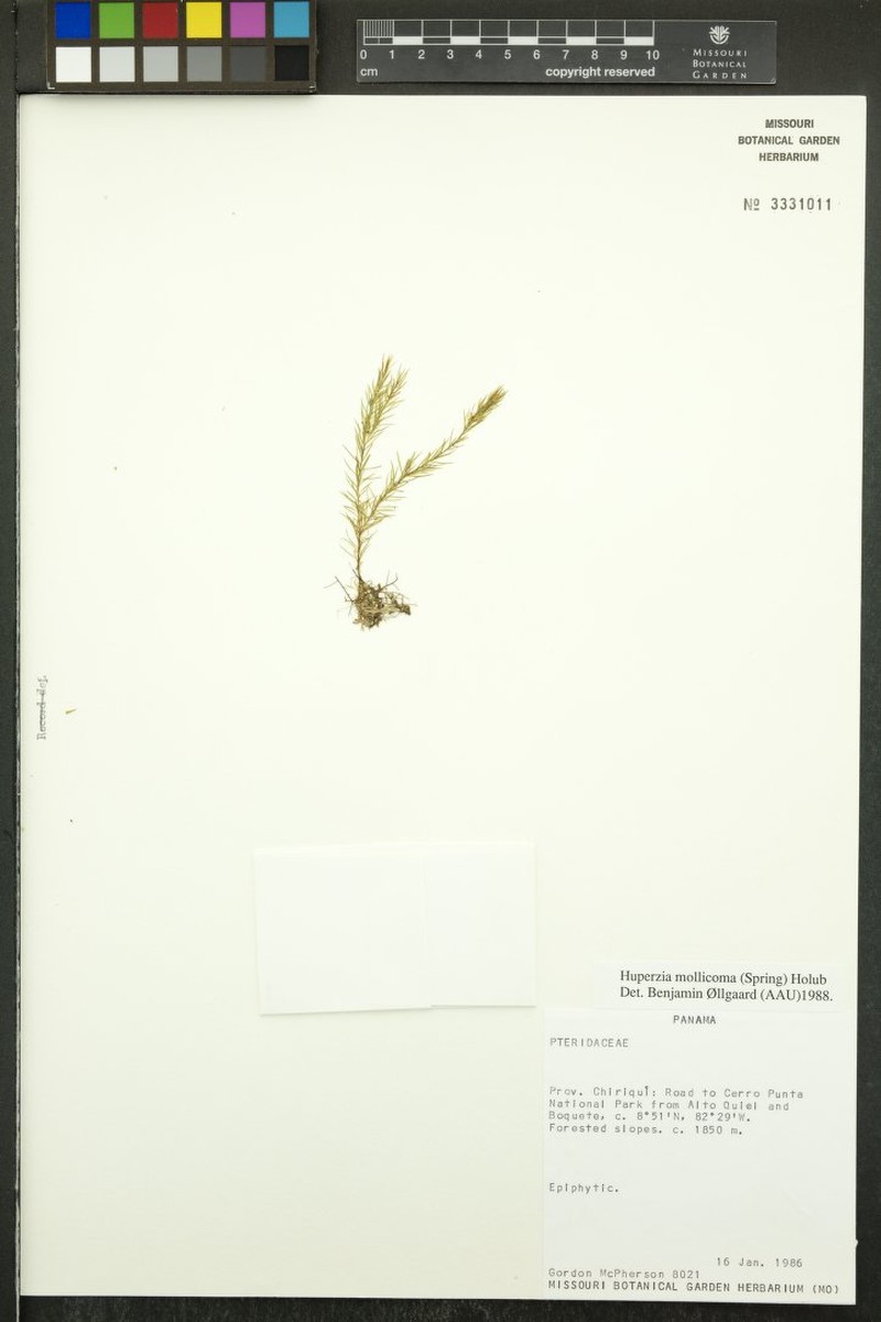 Huperzia mollicoma photo 3