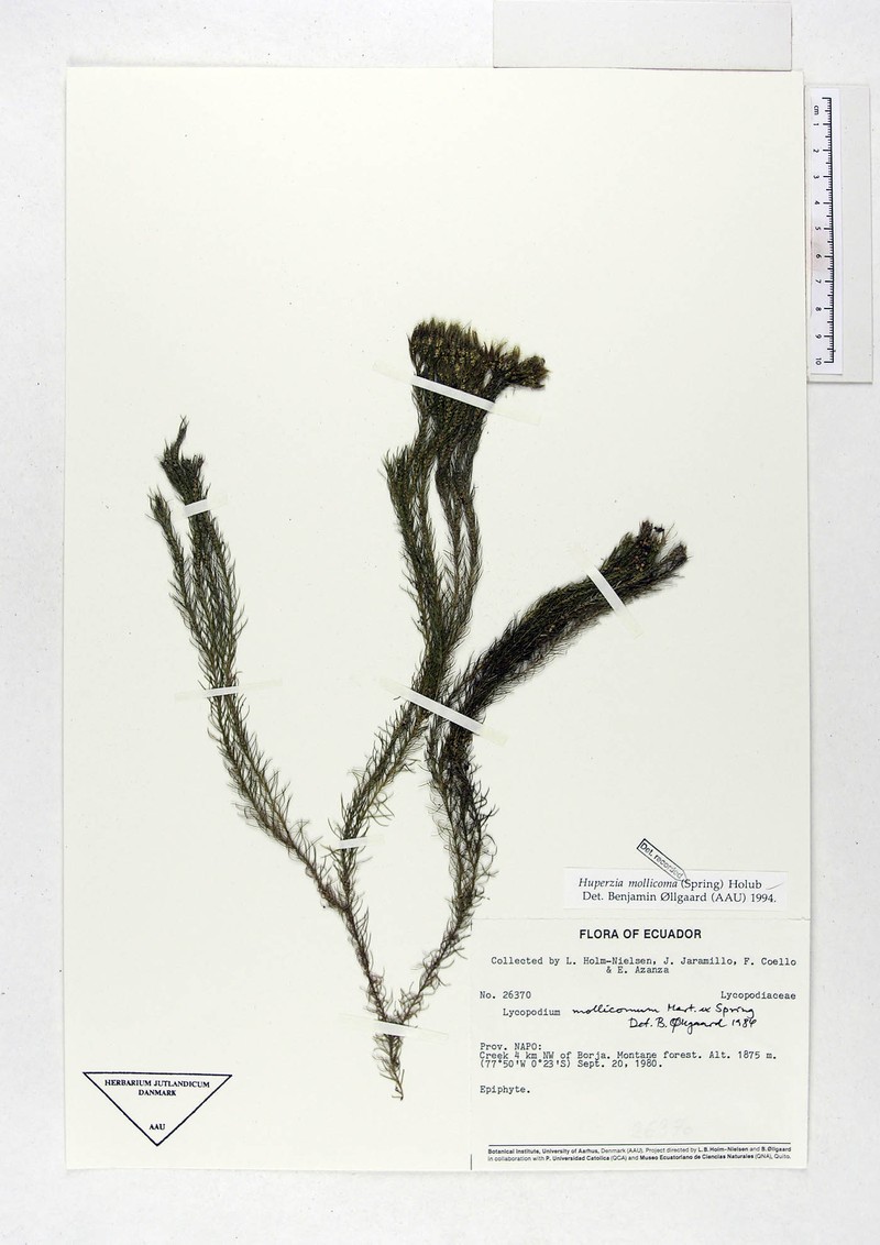Huperzia mollicoma photo 4