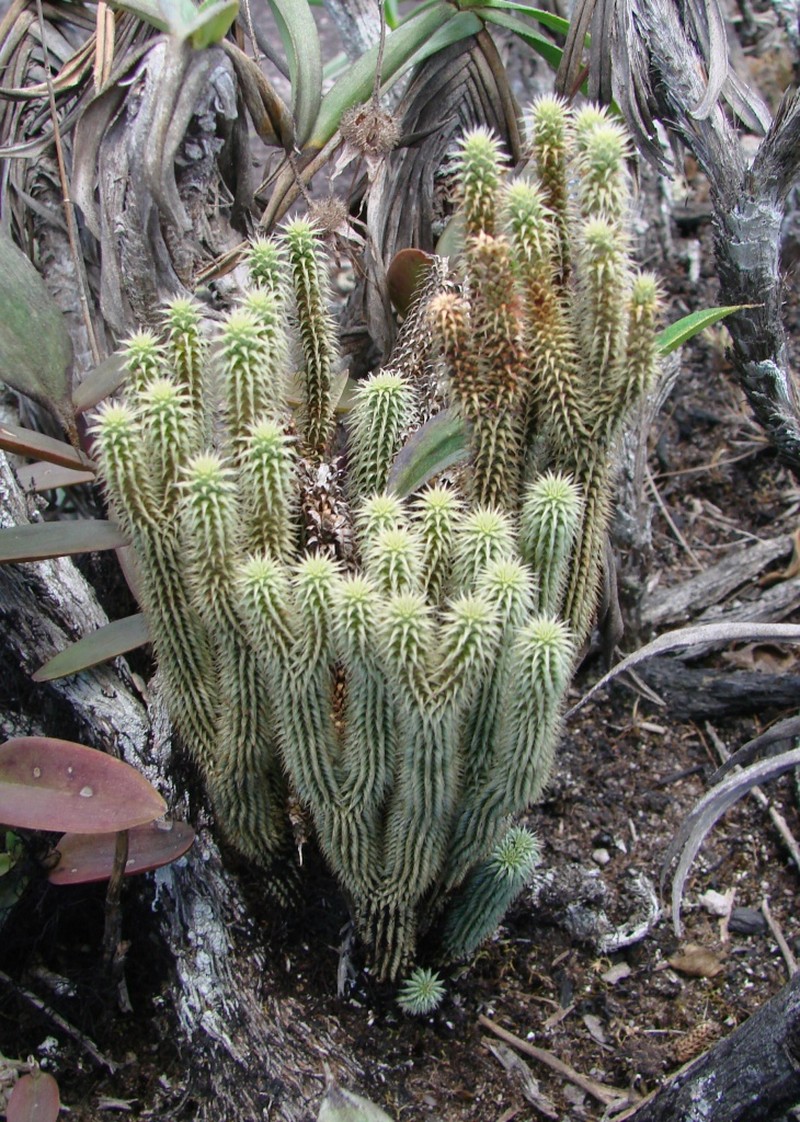 Huperzia mooreana