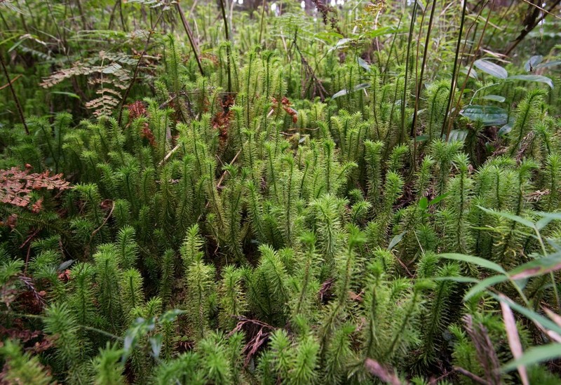 Huperzia myriophyllifolia