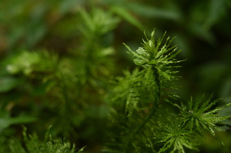 Huperzia myriophyllifolia photo 2
