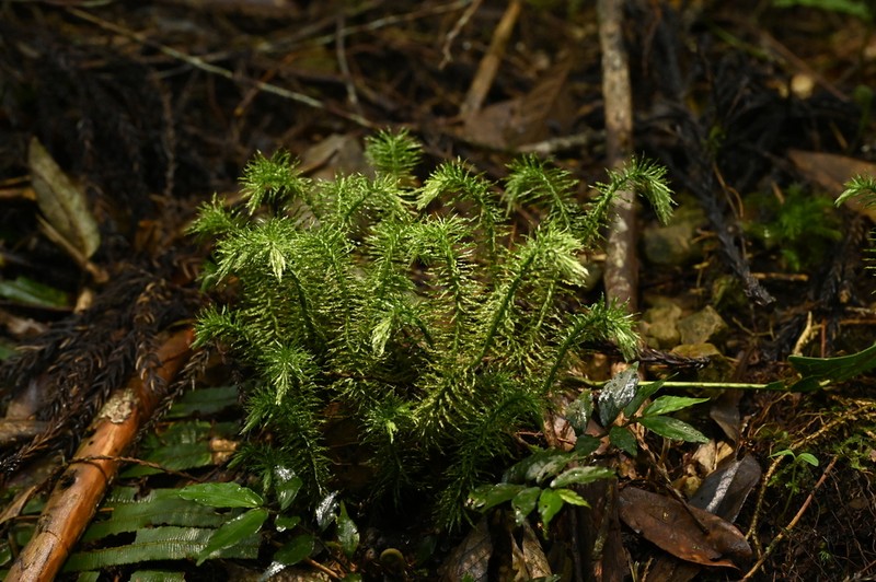 Huperzia myriophyllifolia photo 3