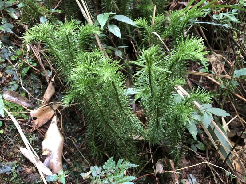 Huperzia myriophyllifolia photo 4