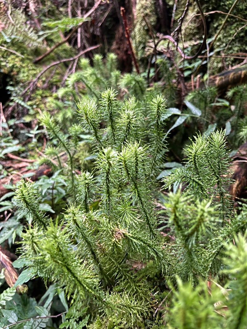 Huperzia myriophyllifolia photo 5