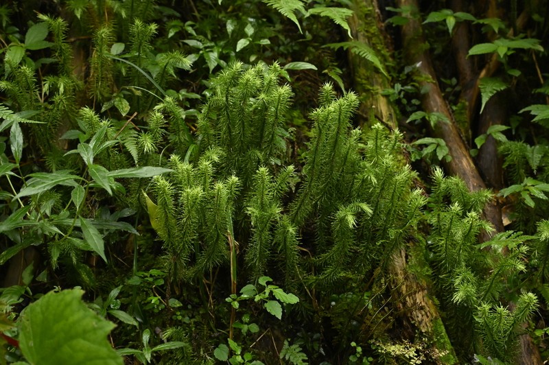 Huperzia myriophyllifolia photo 6
