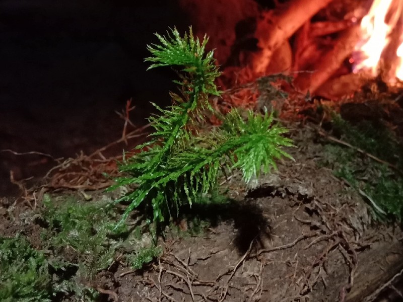 Huperzia myriophyllifolia photo 7