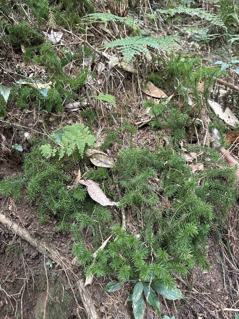 Huperzia myriophyllifolia photo 8