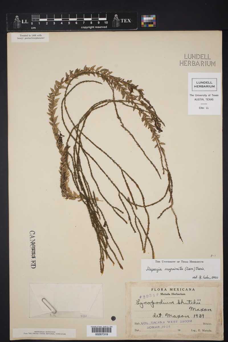 Huperzia myrsinites photo 2