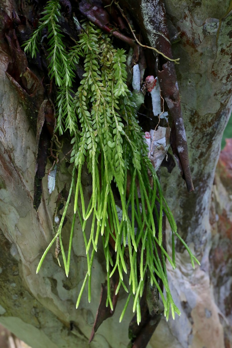 Huperzia myrsinites