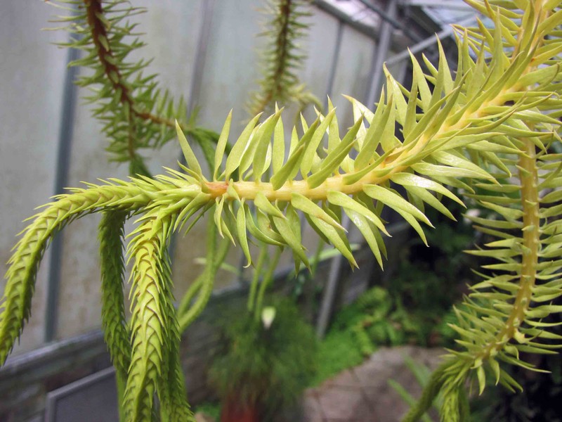 Huperzia neocaledonica