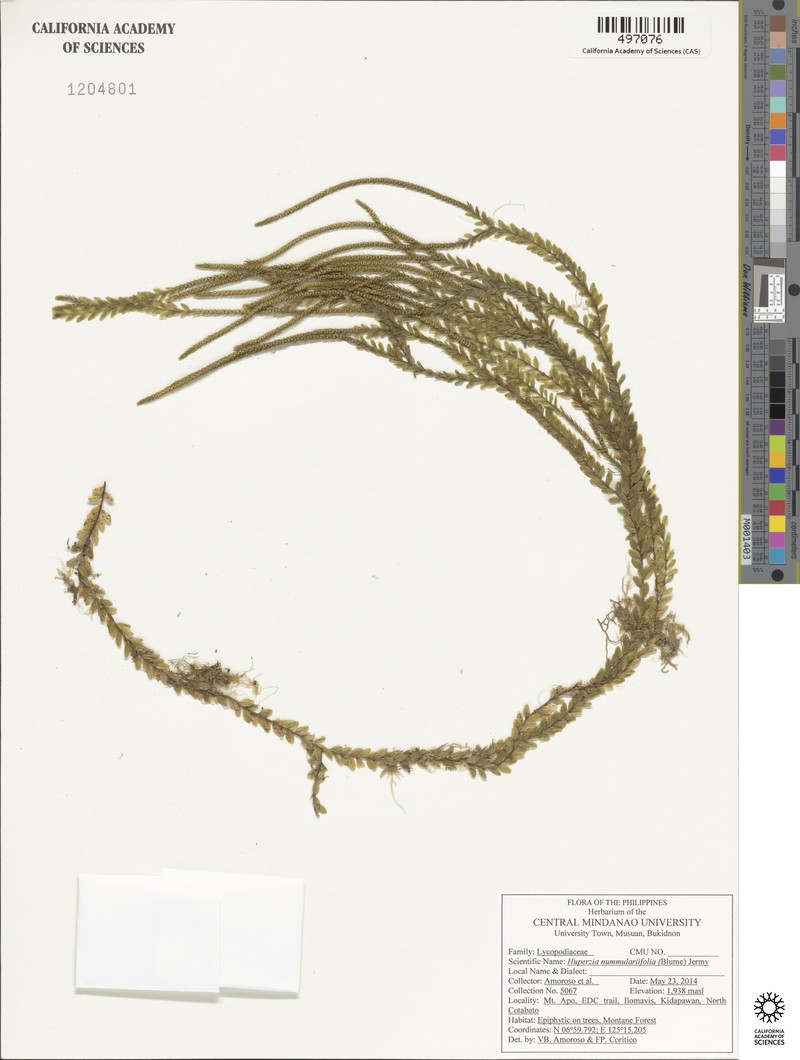 Huperzia nummulariifolia photo 2