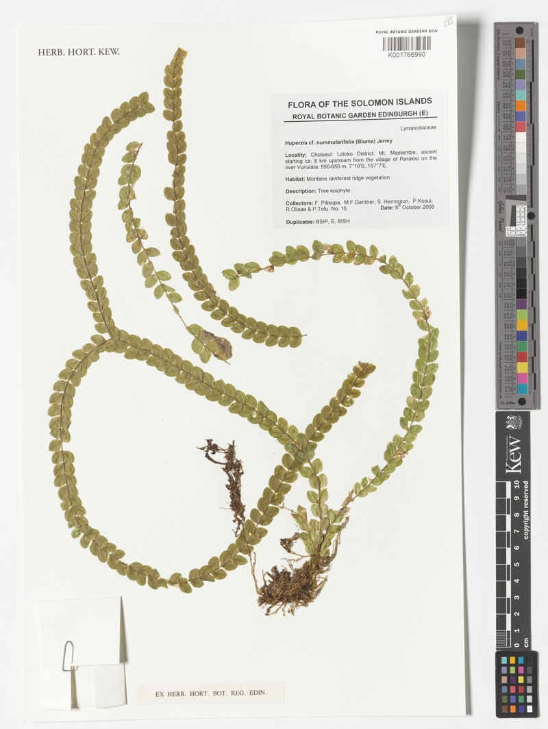 Huperzia nummulariifolia photo 3