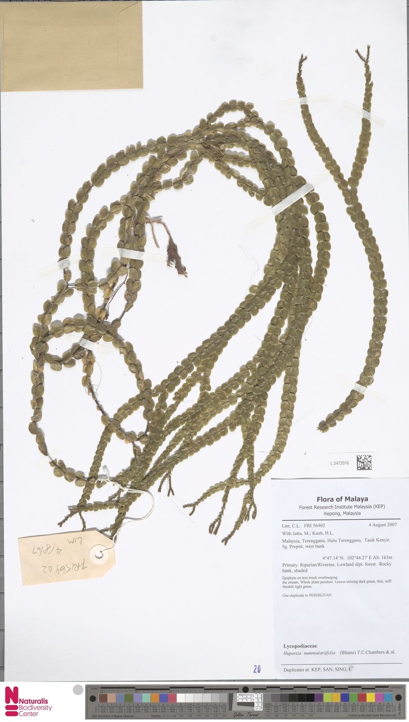 Huperzia nummulariifolia photo 4