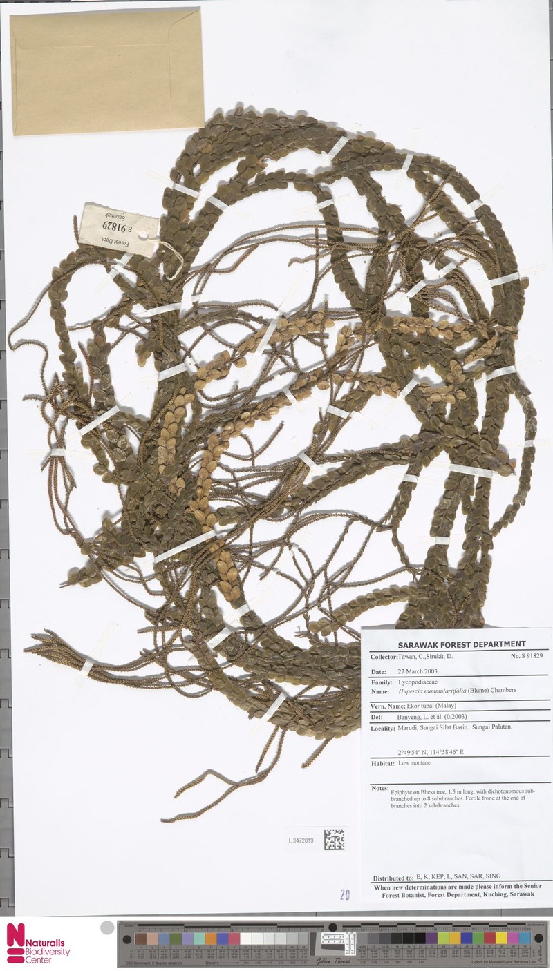 Huperzia nummulariifolia photo 5
