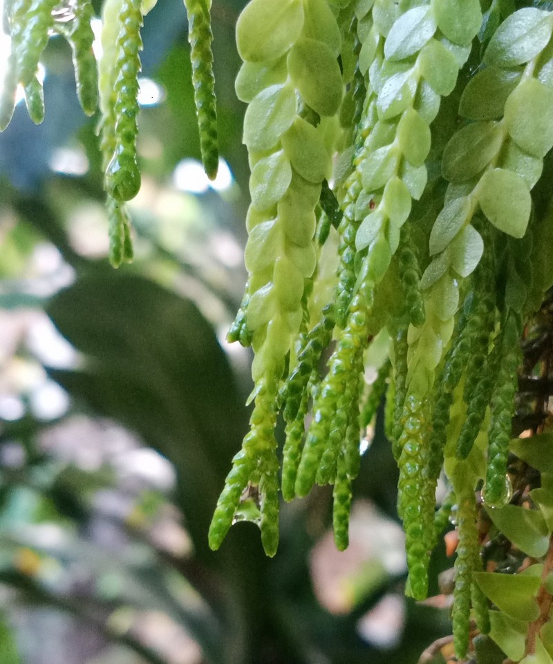 Huperzia nummulariifolia