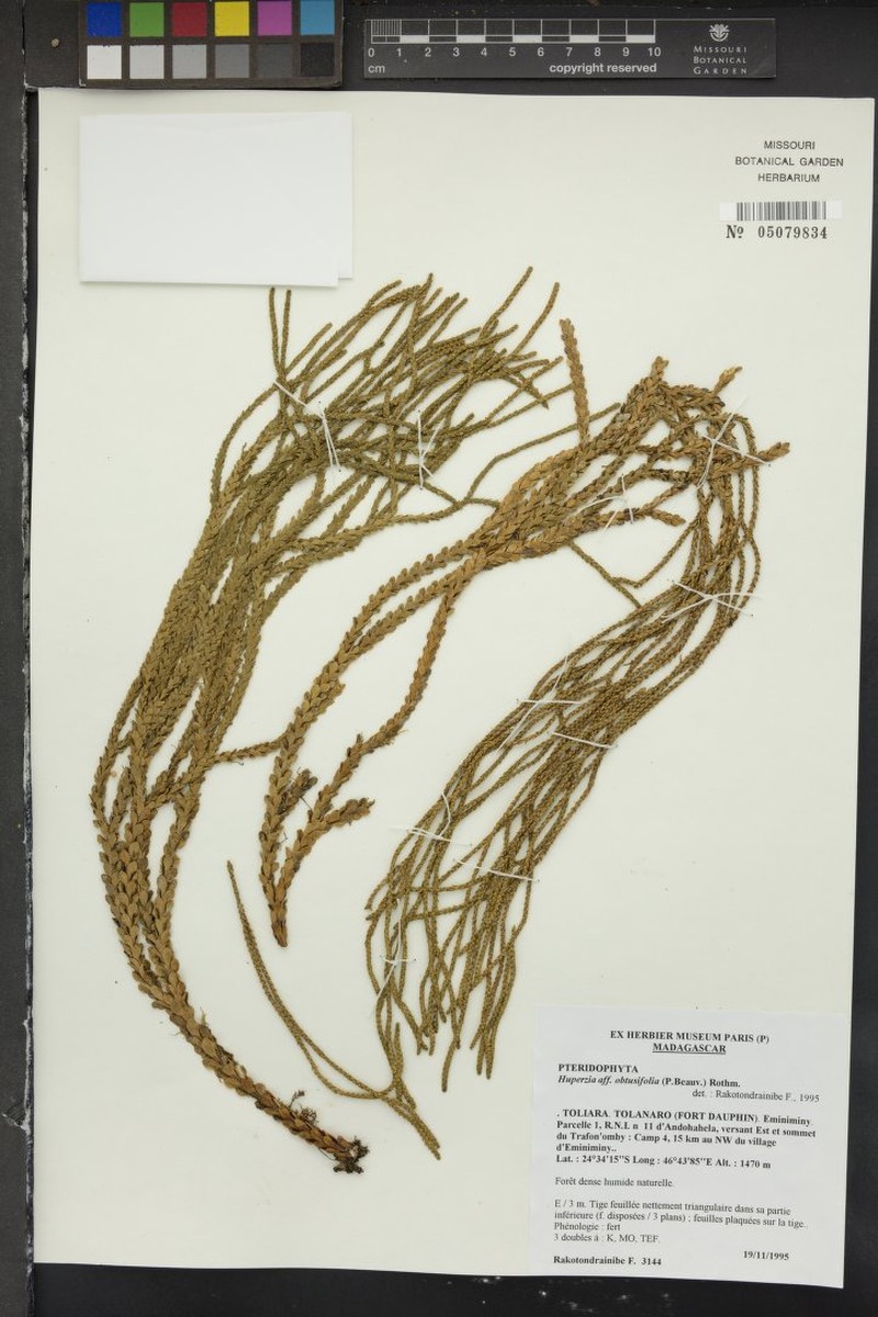 Huperzia obtusifolia