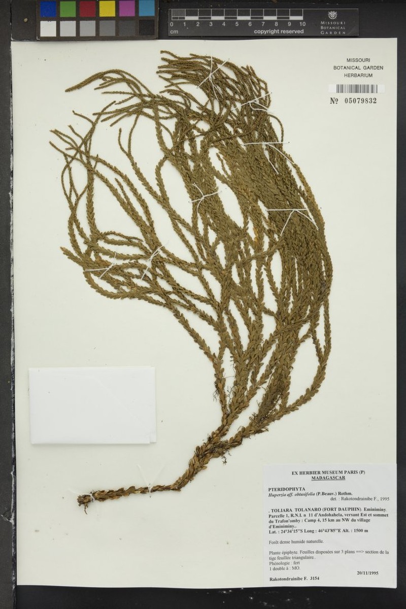 Huperzia obtusifolia photo 2