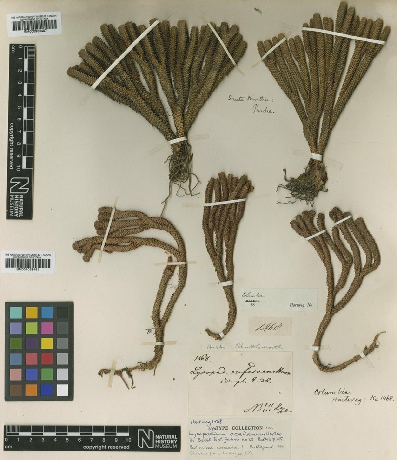 Huperzia ocanana