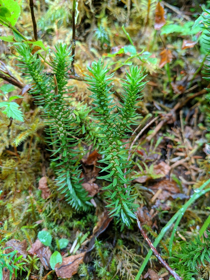 Western Clubmoss photo 2