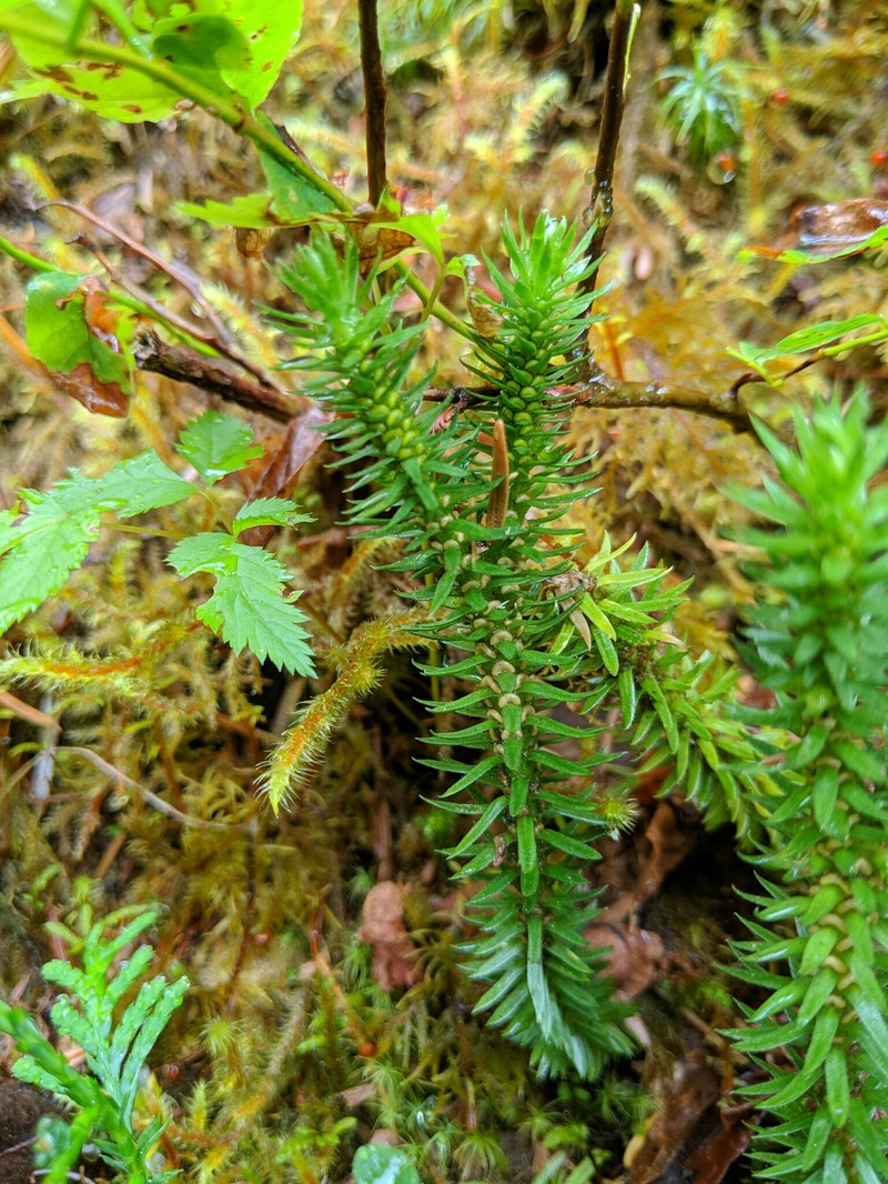 Western Clubmoss photo 3
