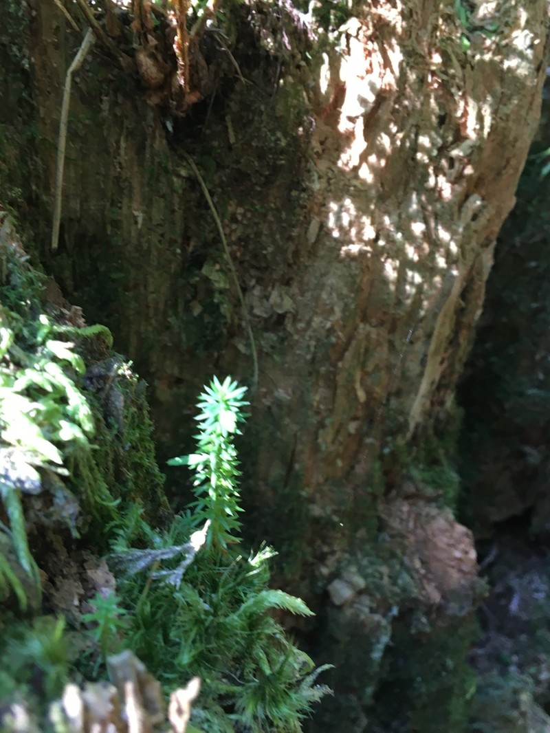 Western Clubmoss