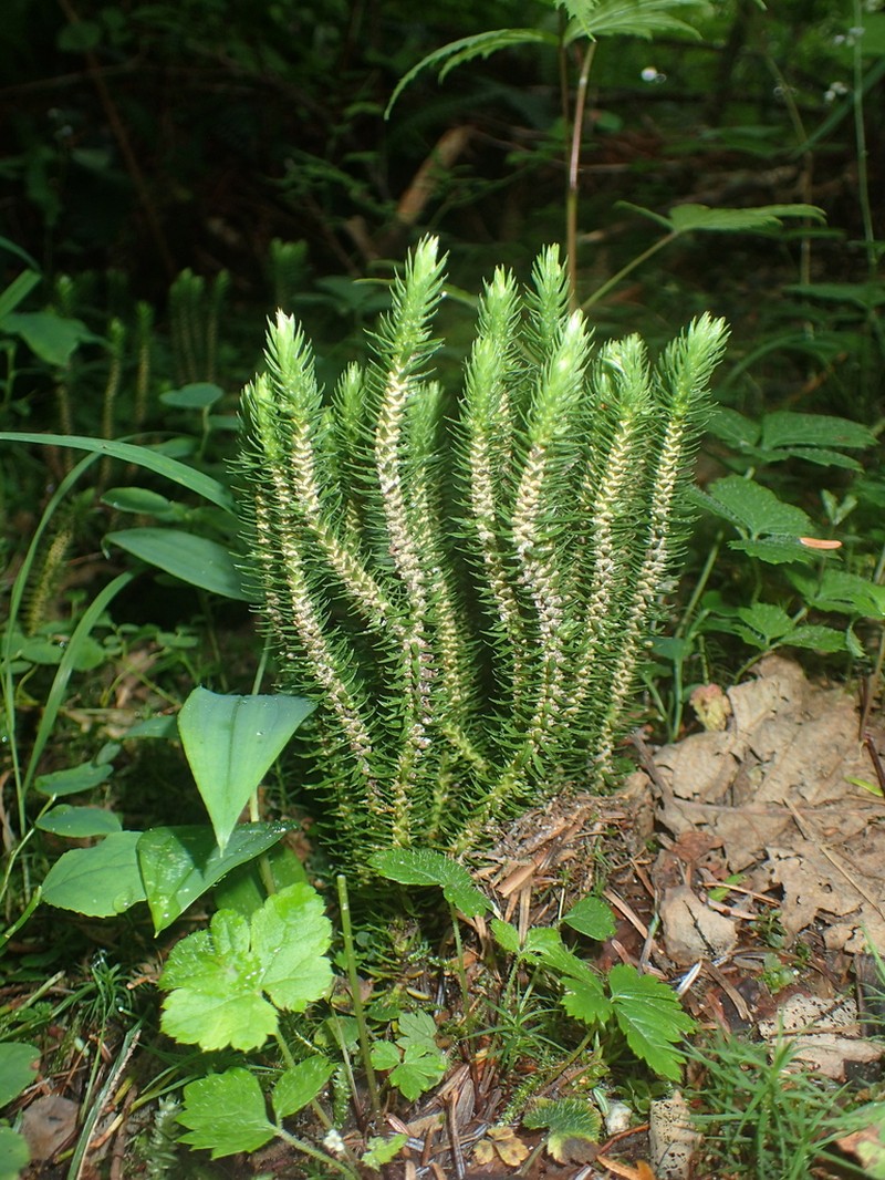 Western Clubmoss photo 2