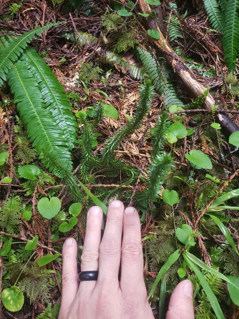 Western Clubmoss photo 3