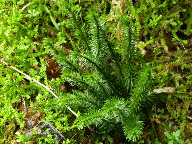 Western Clubmoss photo 4