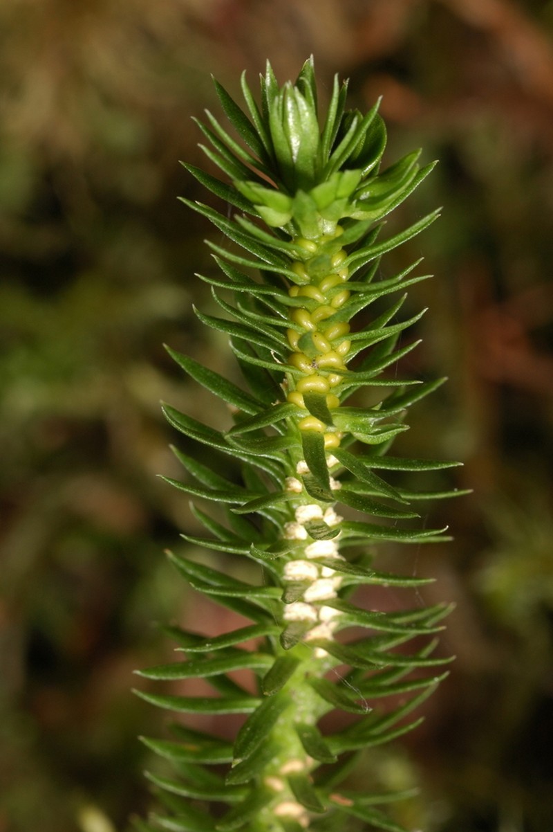 Western Clubmoss photo 5
