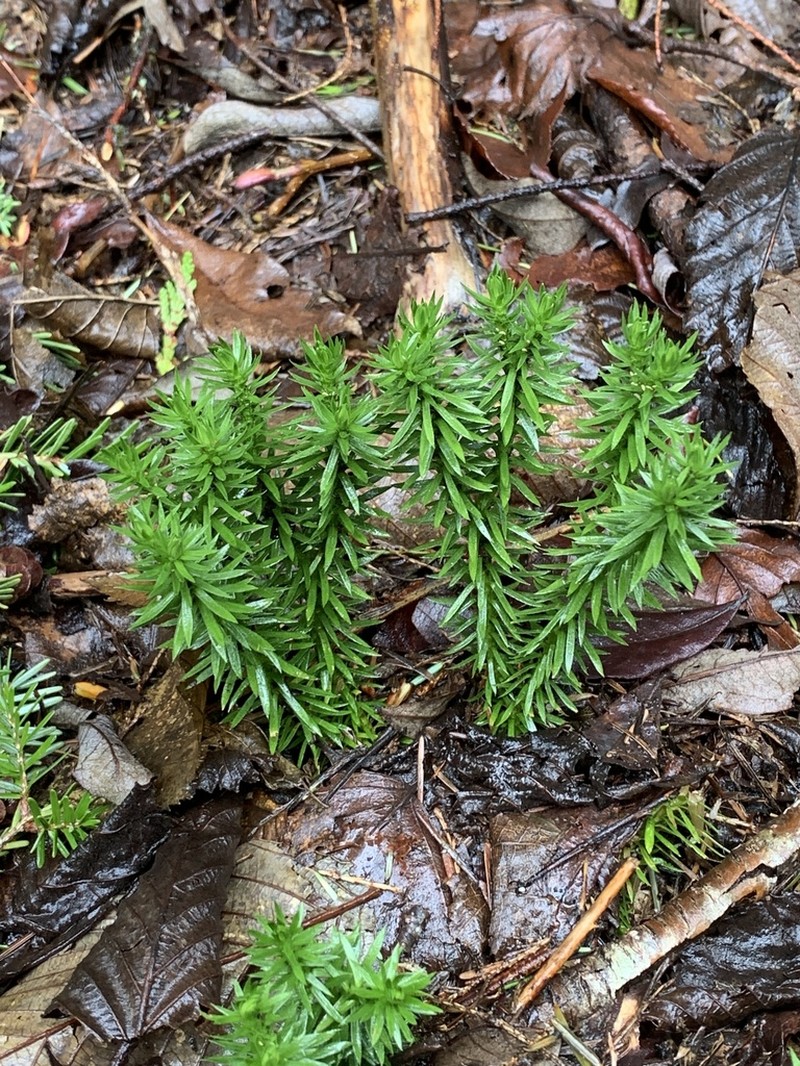 Western Clubmoss photo 6