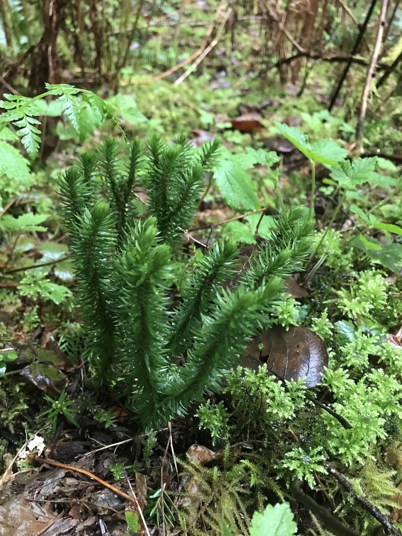 Western Clubmoss photo 7