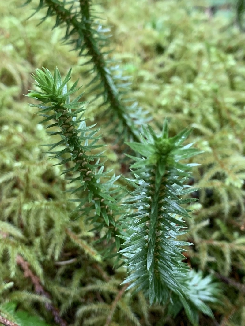 Western Clubmoss photo 8