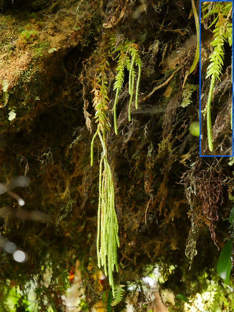 Huperzia ophioglossoides