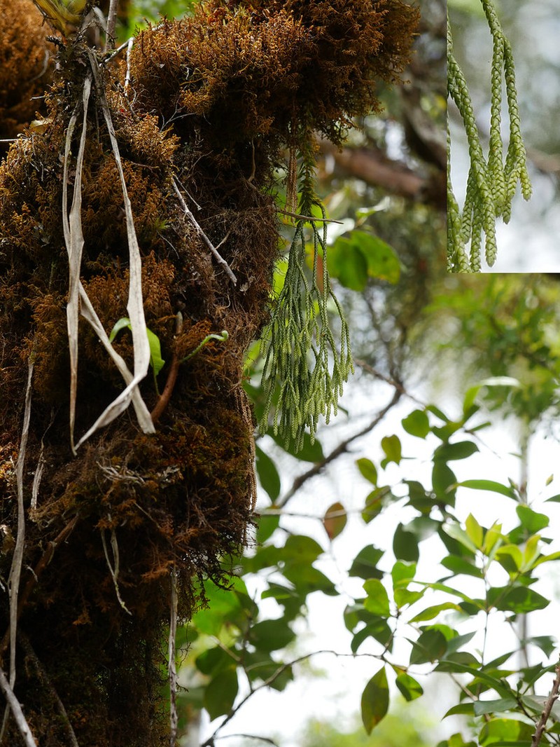 Huperzia ophioglossoides photo 2