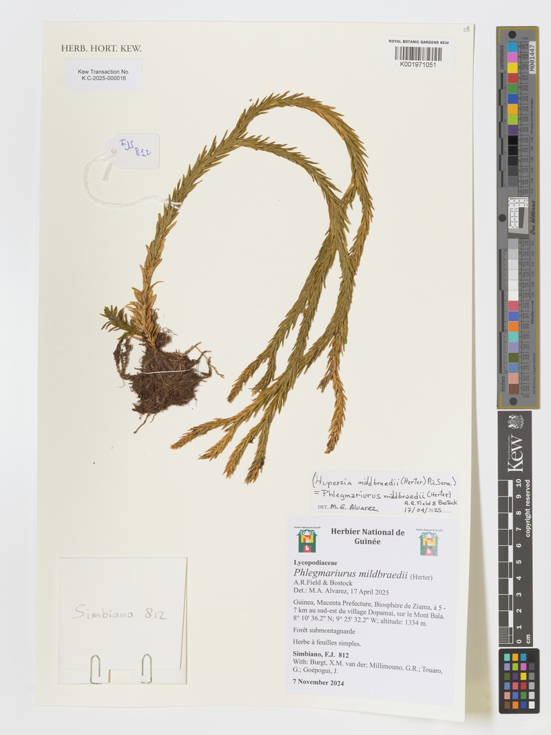 Huperzia ophioglossoides photo 3