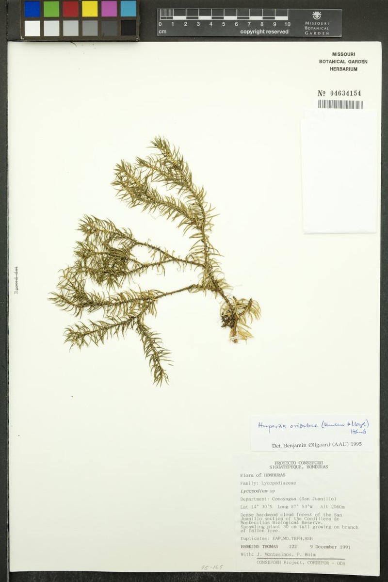 Huperzia orizabae