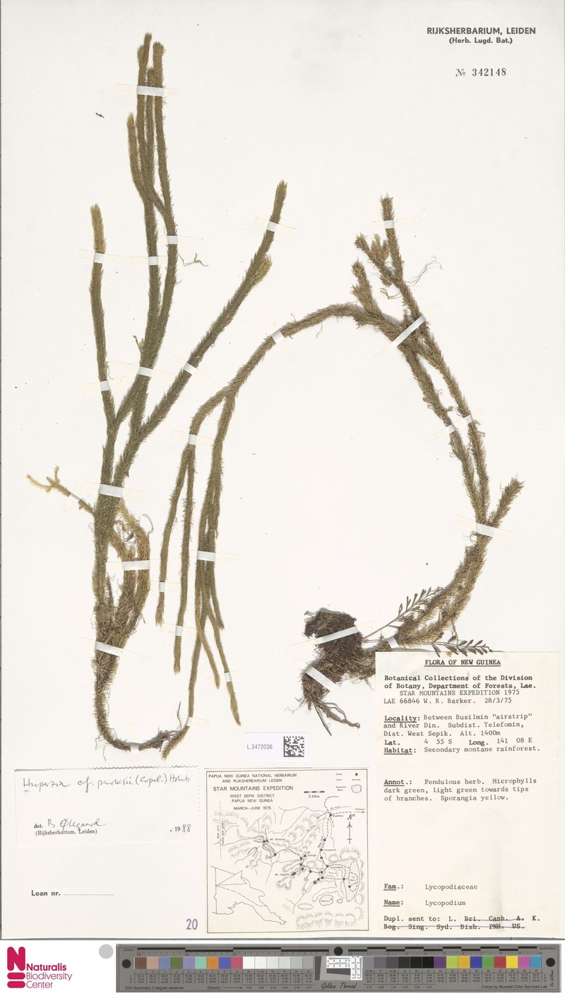 Huperzia parksii