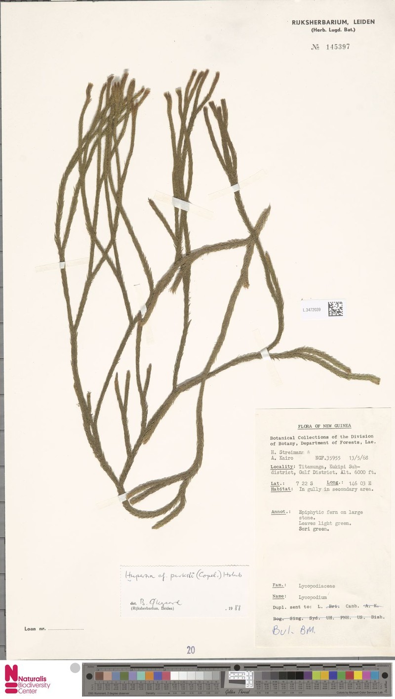 Huperzia parksii photo 2