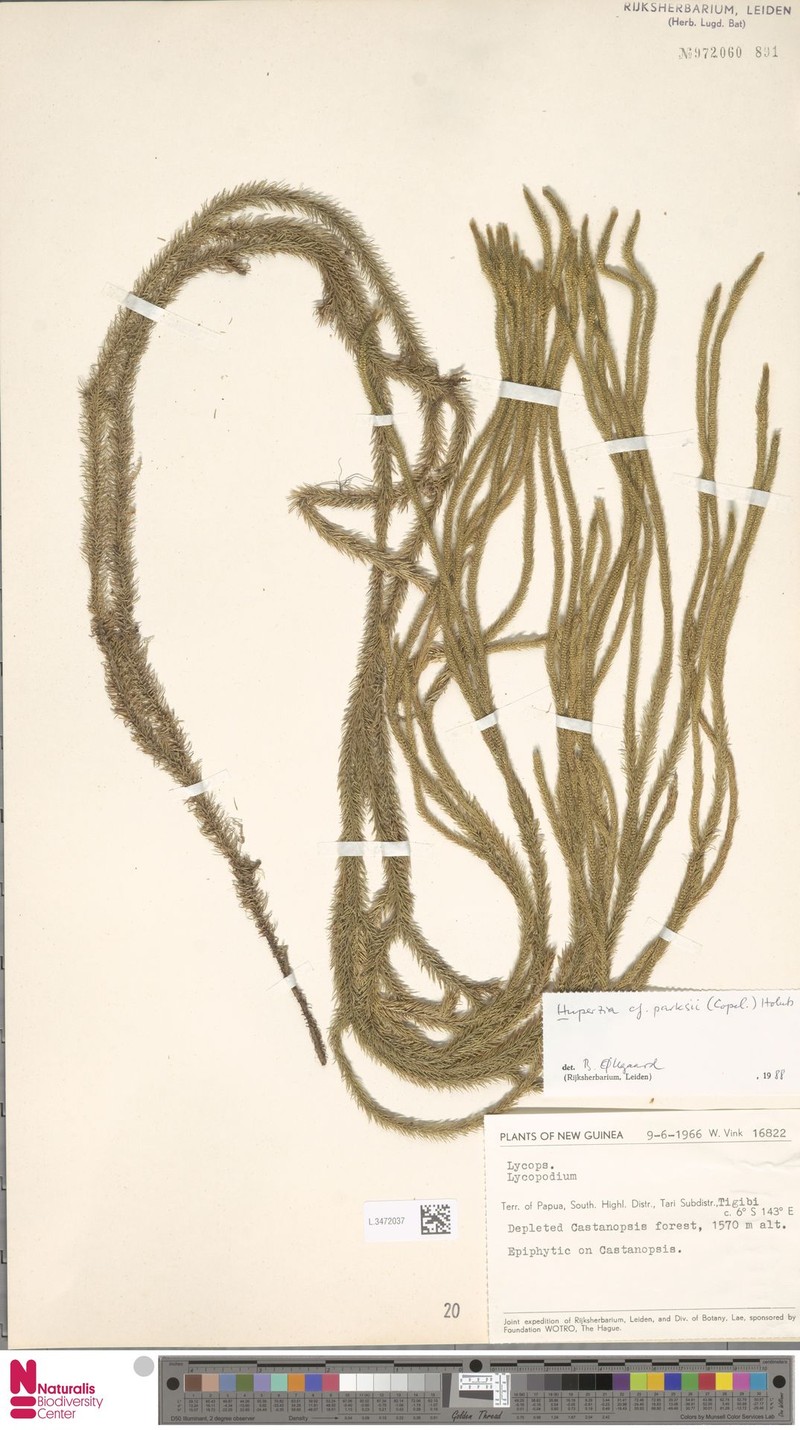 Huperzia parksii photo 3