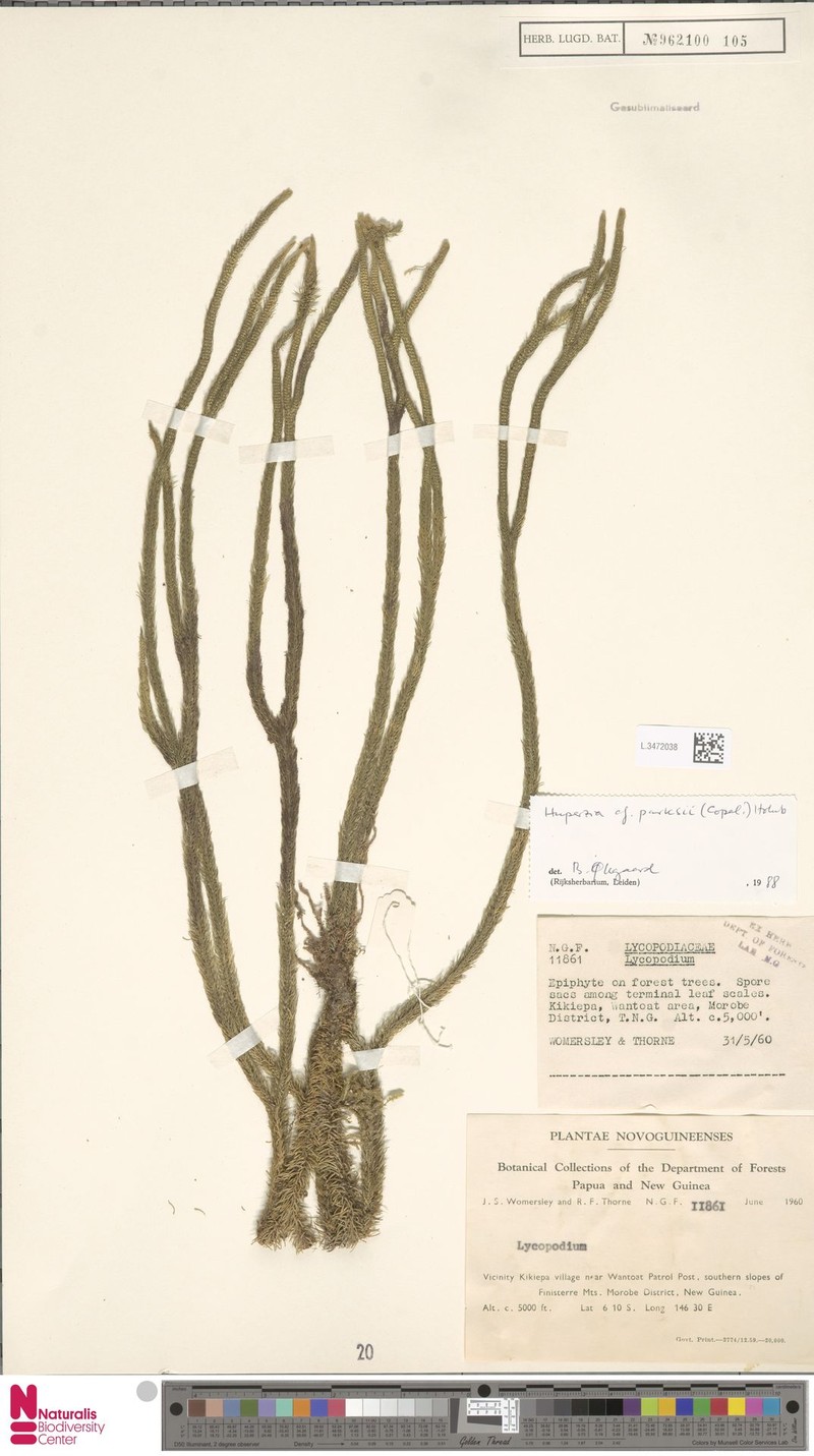 Huperzia parksii photo 4