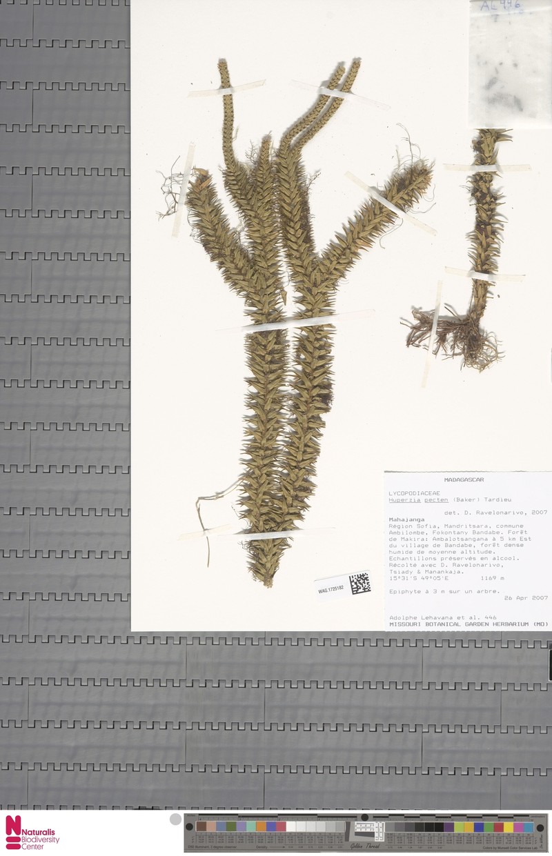 Huperzia pecten