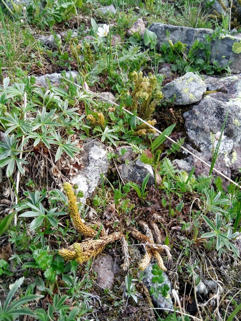 Huperzia petrovii