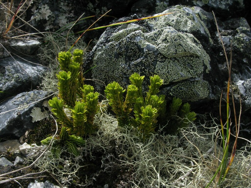 Huperzia petrovii photo 2