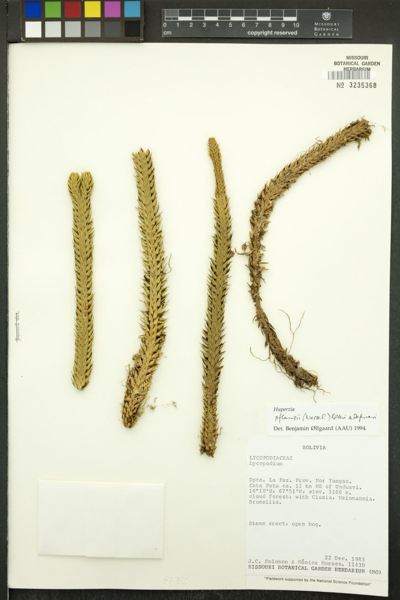 Huperzia pflanzii