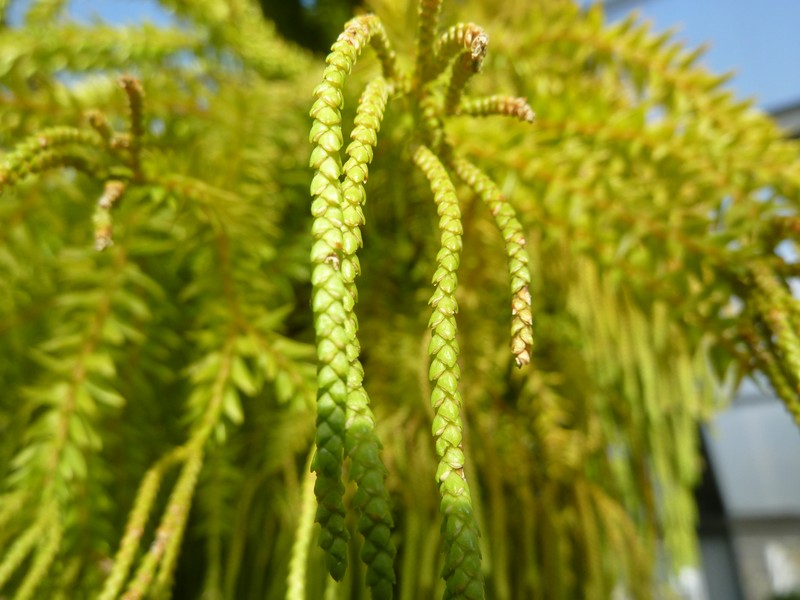 Tassel Fern photo 4