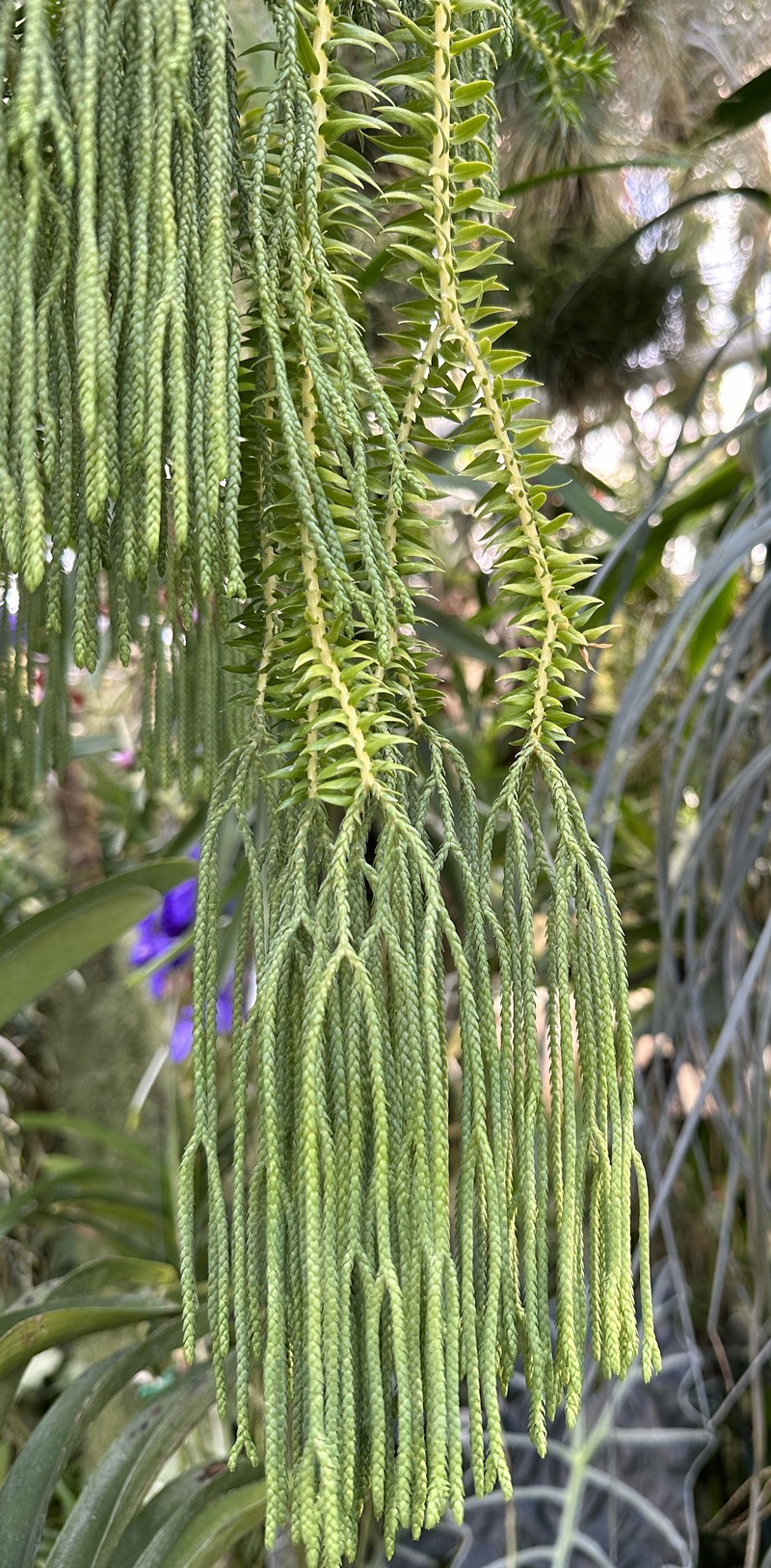 Tassel Fern photo 5