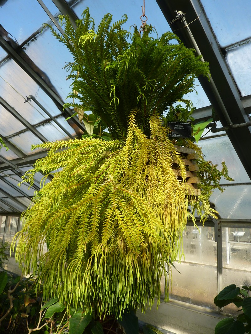 Tassel Fern