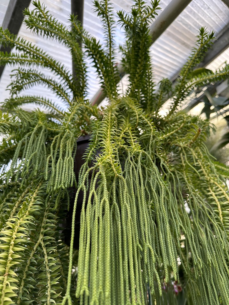 Tassel Fern photo 2