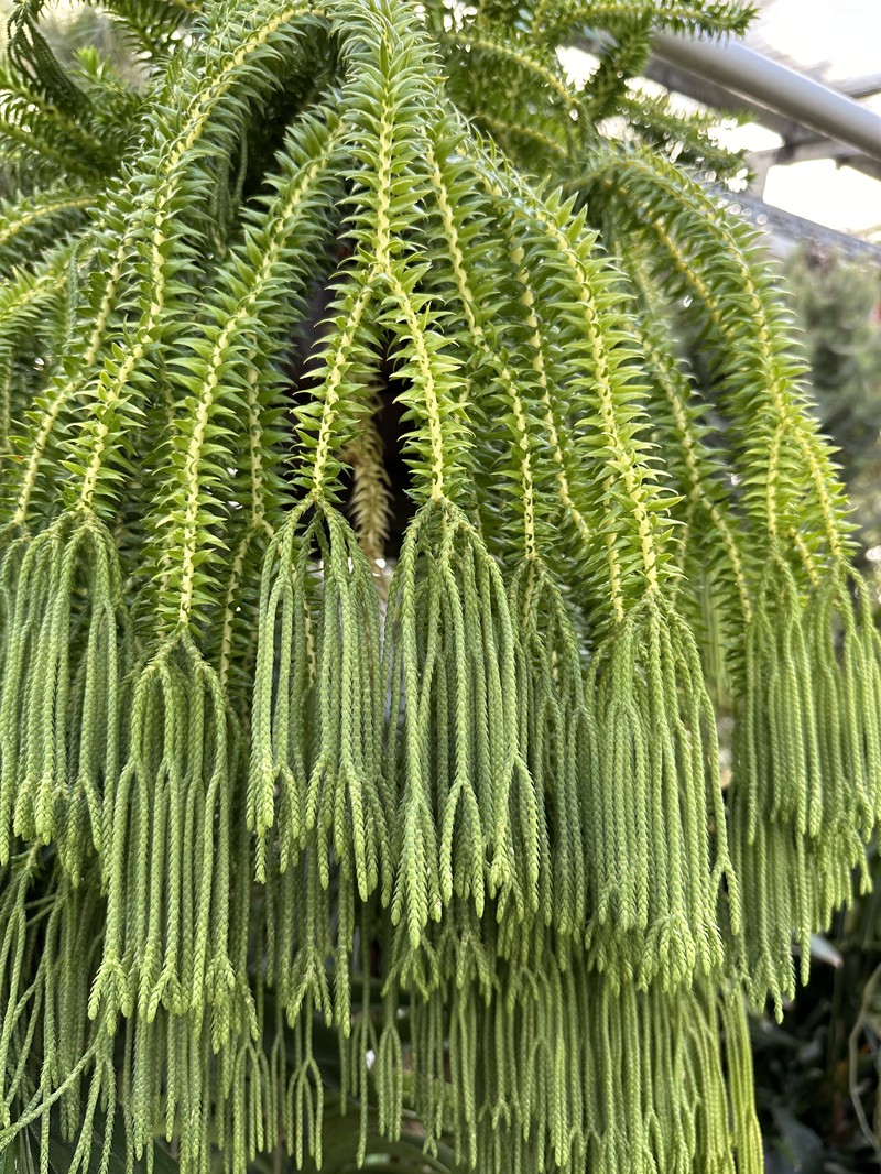 Tassel Fern photo 3