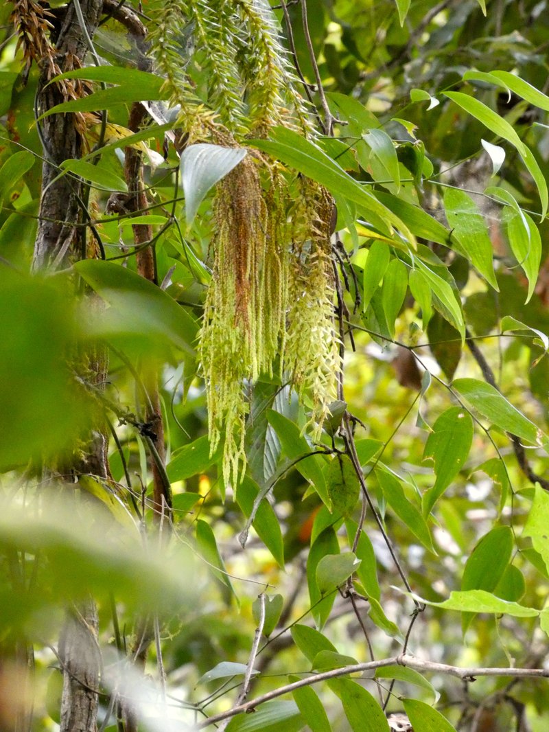 Tassel Fern photo 6